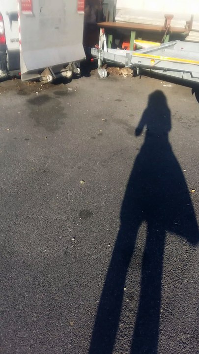maman et ses 4 chatons dans une zone dangereuse