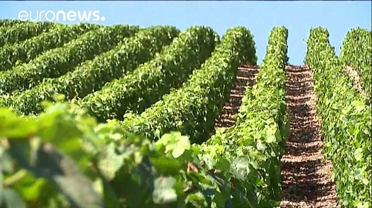 French wine production plunges after bad weather