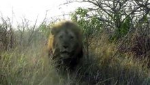 Lion Charge Car - Listen to the Child's Commentary ! Kruger National Park.
