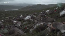 323 rennes tués par la foudre en Norvège