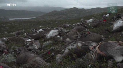 323 rennes tués par la foudre en Norvège