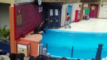 Sea Lions LIVE Goes Wrong