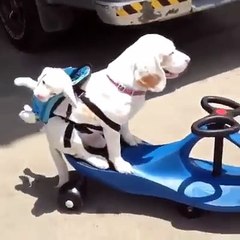 Cette maman chien promène son petit dans son sac à dos!