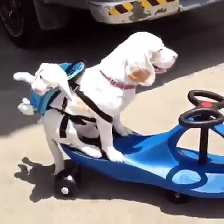 Cette maman chien promène son petit dans son sac à dos!