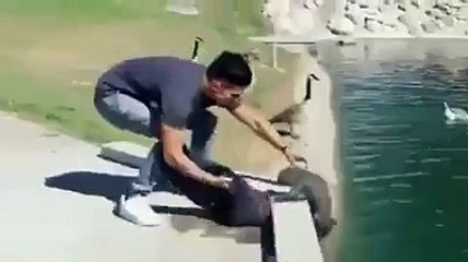 Hydroglisseur pour chat : ce gars est fou