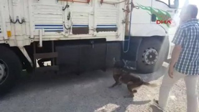 Uşak - Saman Yüklü Kamyonda Esrar Sevkiyatına Üç Tutuklama