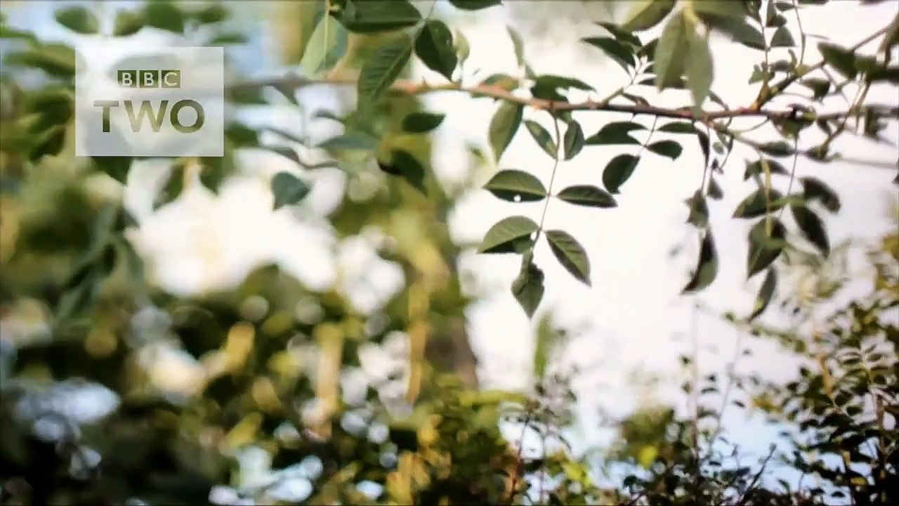 David Gilmour sur songwriting et les paroles - David Gilmour: Horizons plus larges - Preview - BBC Two