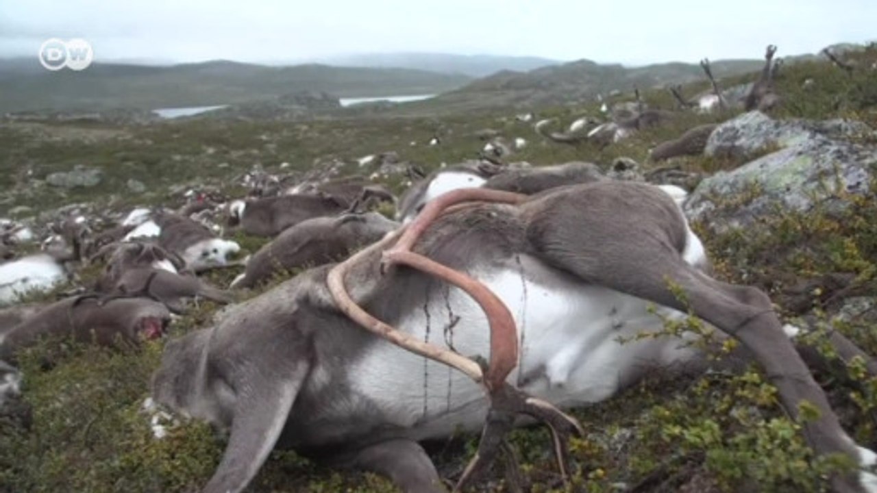 Raio mata 323 renas na Noruega