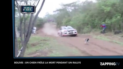 Bolivie : Un chien frôle la mort pendant un rallye, les images impressionnantes (Vidéo)