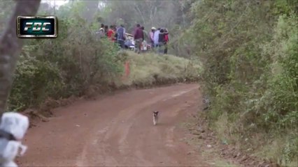 Une voiture de rallye sate par dessus un chien