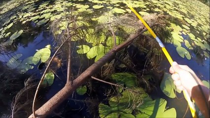 BOWFISHING TILAPIA - Catch n Cook