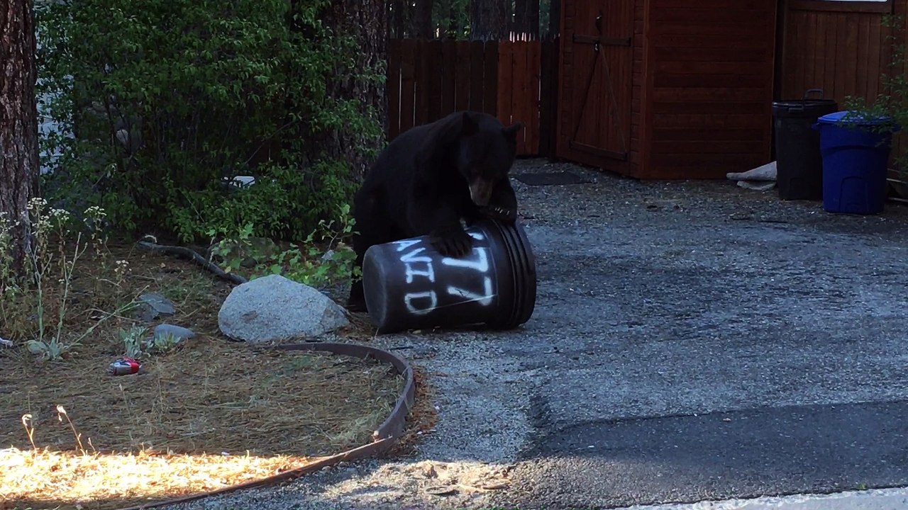 Bear Proof Fail