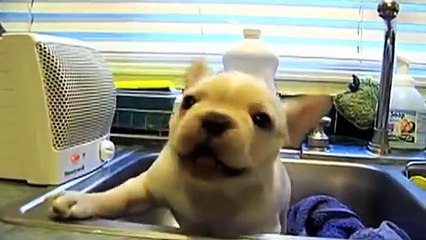 THE TOP 10 CUTEST FRENCH BULLDOG PUPPY VIDEOS OF ALL TIME !