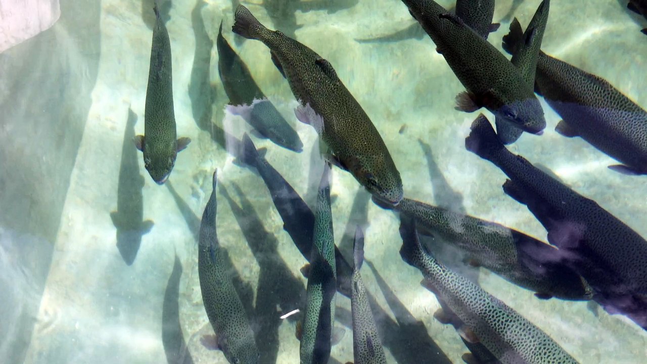 Modern Trout