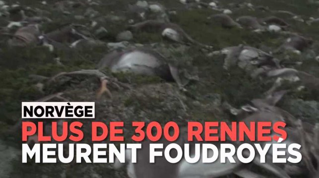 Norvège : plus de 300 rennes meurent foudroyés lors d'un orage