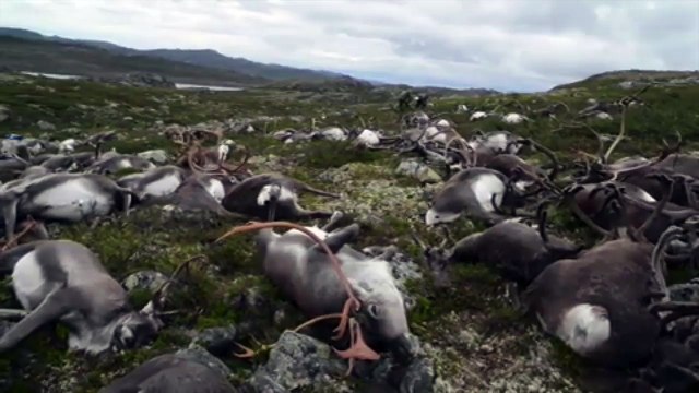 Plus de 300 rennes meurent foudroyés en Norvège