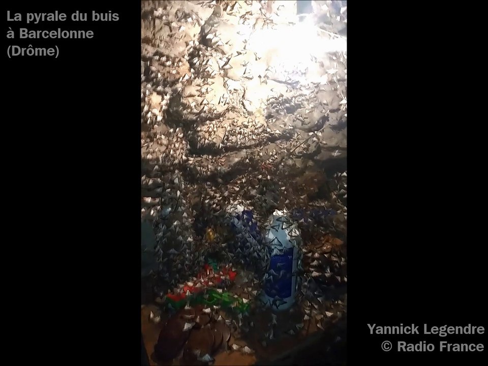 La pyrale du buis gagne du terrain dans la Drôme