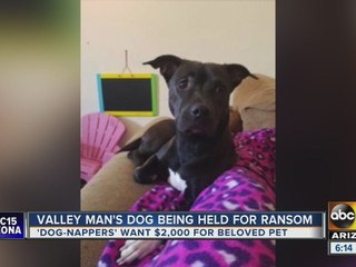Man says his dog was held for ransom; suspects asked for $2k
