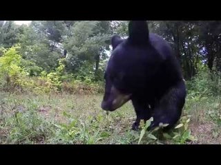 Family of Black Bears Take Interest in GoPro