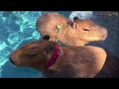 Capybara Companions Chill by the Pool