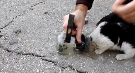 Il sauve un chaton d'une situation très périlleuse