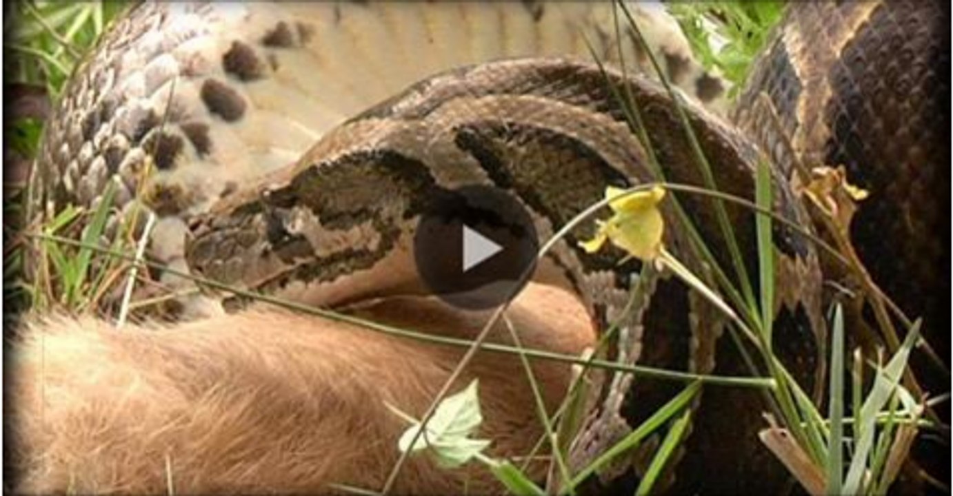 OMG ....!! Python Vs Rabbit