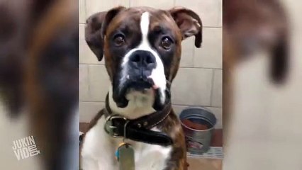 Boxer Da olhar de quem ta chateado aos donos
