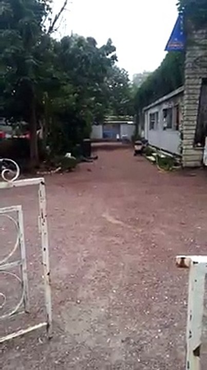 Mérignac : les rats pullulent