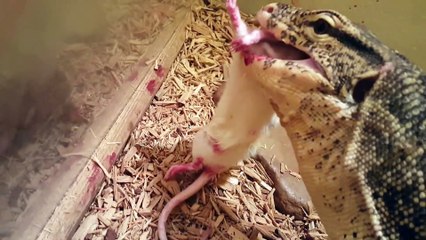 Ce reptile bouffe un rongeur en 2 secondes et l avale en 1 minute