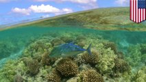 Obama expands Papahānaumokuākea  Marine National Monument, making it the largest protected area on planet