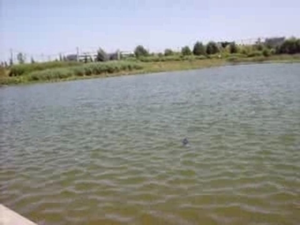 Poulpito evo carbone