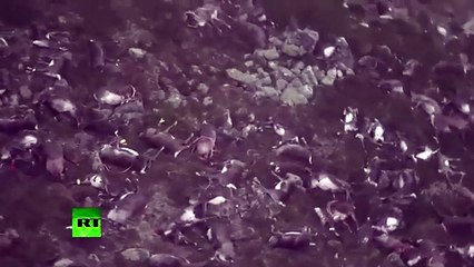Hundreds of reindeer killed by lightning strike in Norway (Disturbing images)