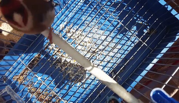 Magnifique Chant du Chardonneret donnez vos avis de : Tora Bika