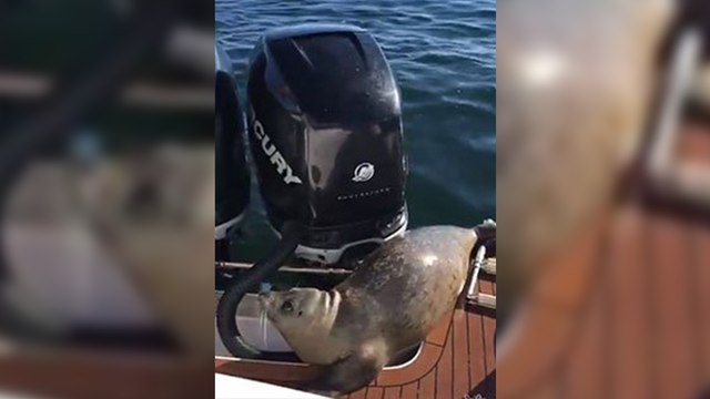 Un phoque échappe à un groupe d'orques en grimpant sur un bateau
