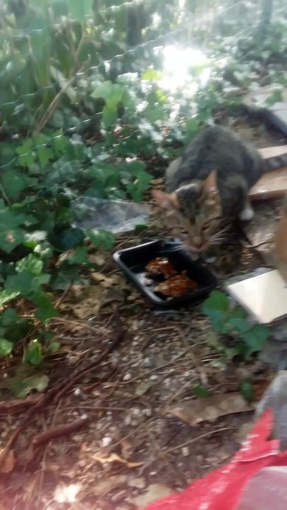 Gentil minou tigré aux pattes blanches. On l'appelle Tarzan