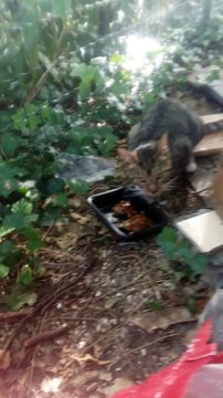 Gentil minou tigré aux pattes blanches. On l'appelle Tarzan