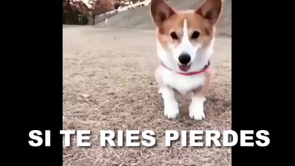 SI TE RÍES PIERDES (NIVEL: DIOS SUPREMO)