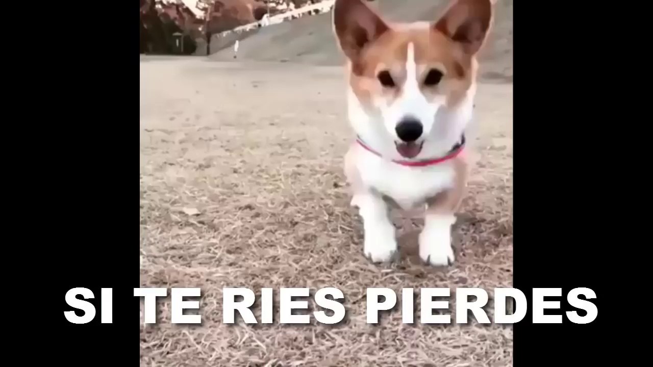 SI TE RÍES PIERDES (NIVEL: DIOS SUPREMO)