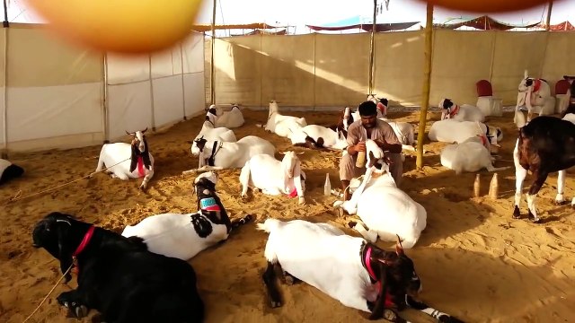 - Bakra Mandi Qurbani Bakra Islamabad Eid ul adha in Rawalpindi
