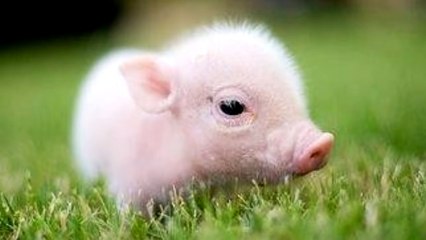 A MACHINE FOR DISAPPOINTMENT - Jordan Underneath