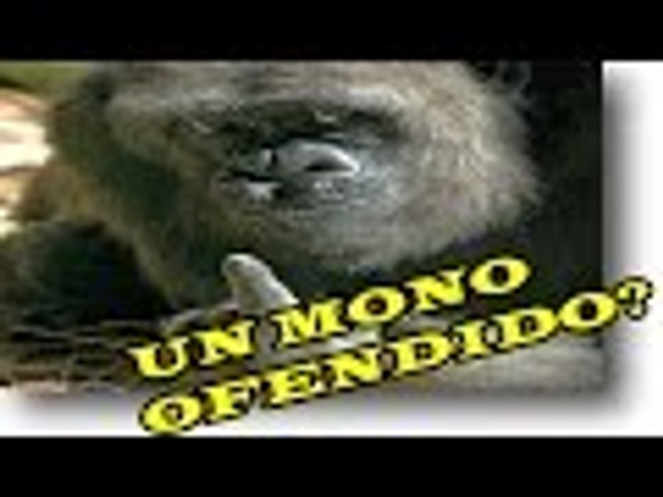 UN MONO MUY PELEADOR? nuevo