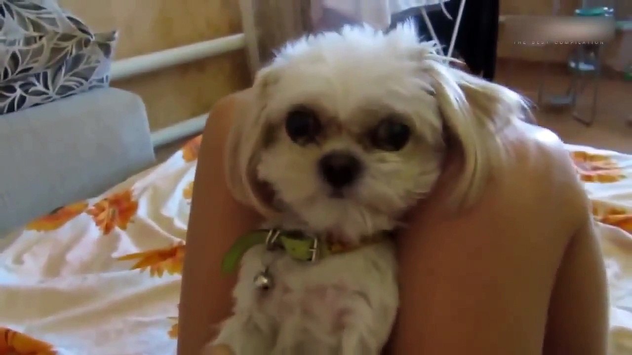 BEST-Dog-Fails-Compilation-of-2016---Funny-Animal-Fails-Compilation-2016