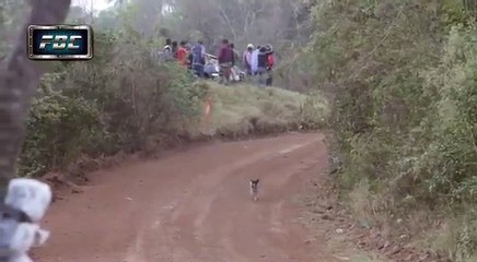 Un perro se salvó de ser aplastado por un carro