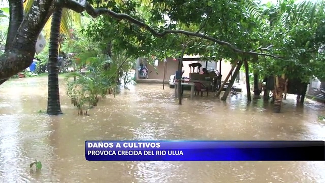 Crecida del Rio Ulua provoca daños a cultivos