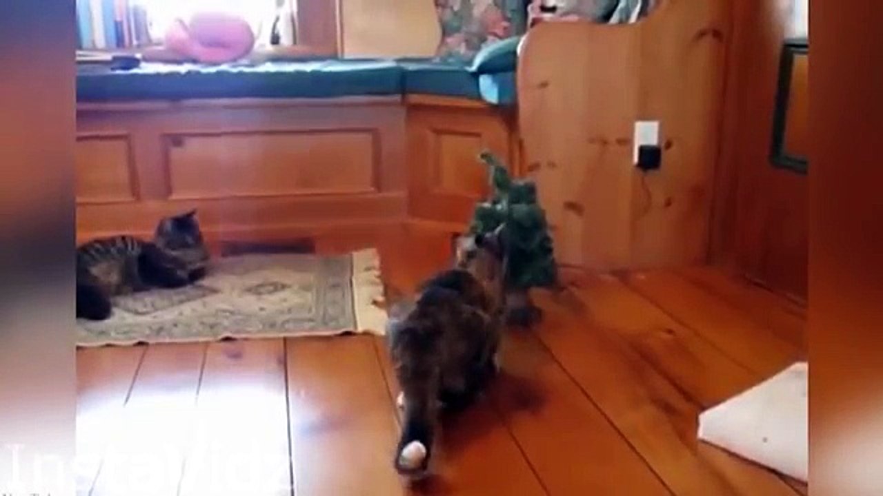 Best Scared Cats Compilation
