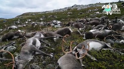 Muerte por rayo de renos