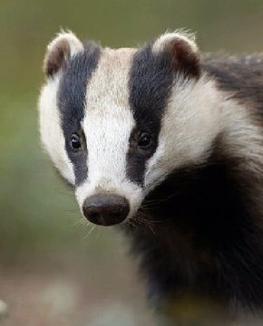 BBC Radio Gloucestershire - Vernon Harwood 23Aug16 - badger cull extension
