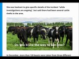 UFO Alien Abduction? Five hundred cows stolen from Ashburton dairy farm