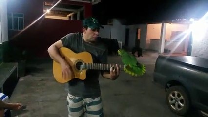 Duo de choc, un guitariste brésilien et un... perroquet