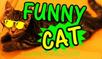 CAT FUNNY VIDEO - LUSTIGES KATZEN VIDEO VOM FELIX - MRCAT FELIX